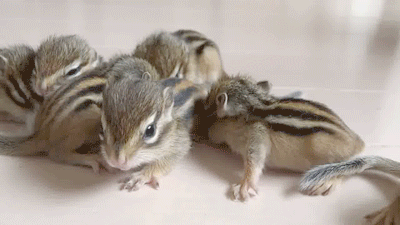 chipmunk-animals-free-animated-gifs-gameznet 033.gif